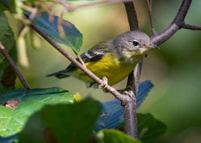 Magnolia Warbler