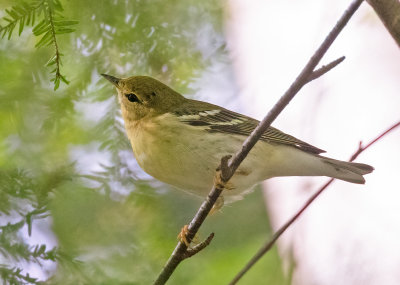 Blackpoll Warbler