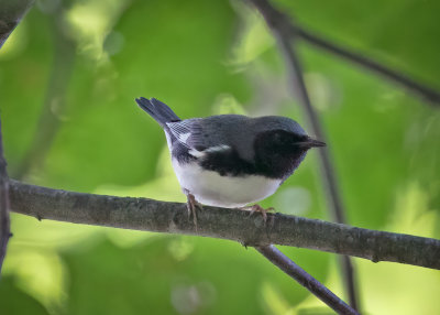 .black-throated-blue Warbler