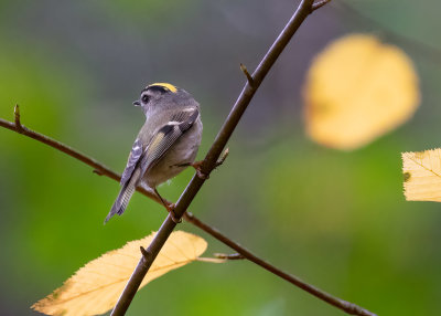 Golden-crowned Kinglet