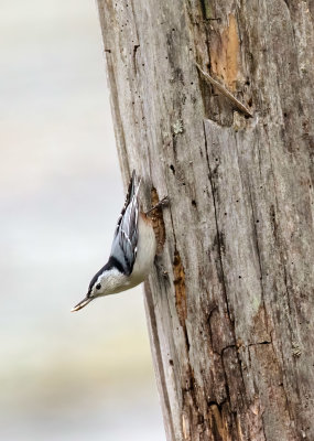 White-breasted Nuthatch