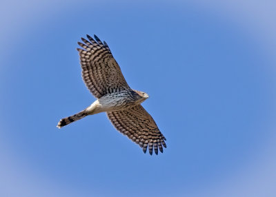 Cooper's hawk