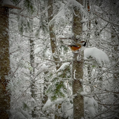 Boreal Chickadee