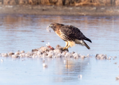 Red-tailed hawk with a kill