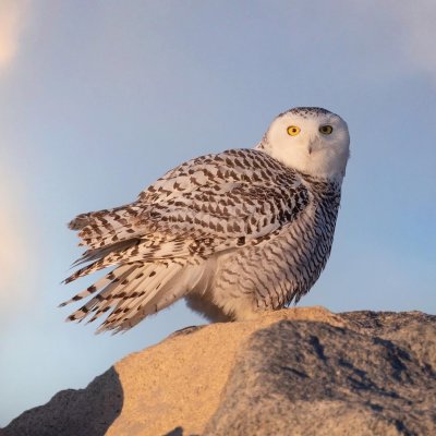 Snowy Owl