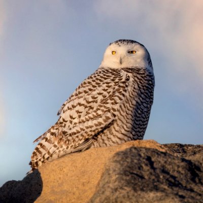 Snowy Owl