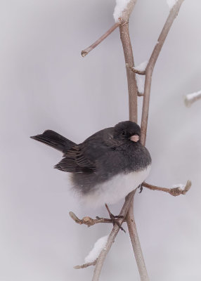 Junco