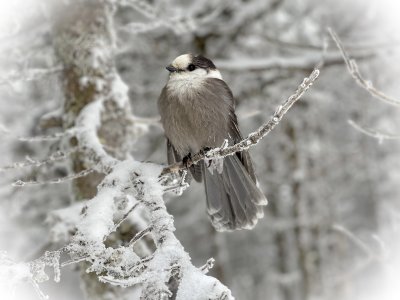 Canada Jay