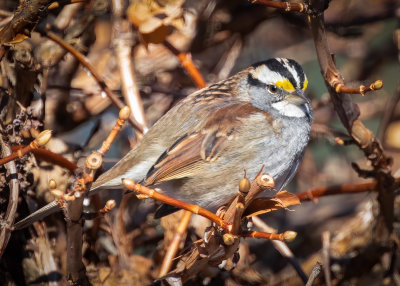 White-throated Sparrow