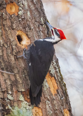 Pileated Woodpecker