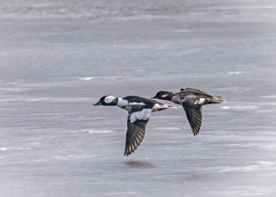 Buffleheads