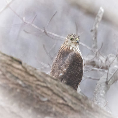 Red-tailed hawk