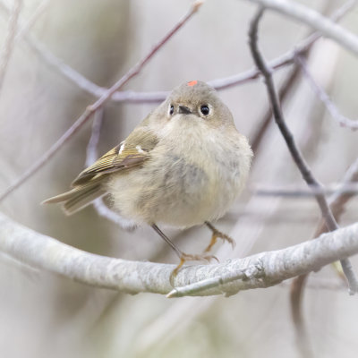 Ruby-crowned kinglet