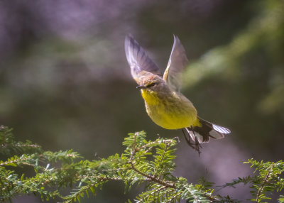 Palm Warbler