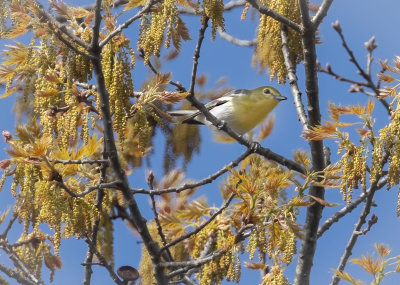 Yellow-throated Vireo