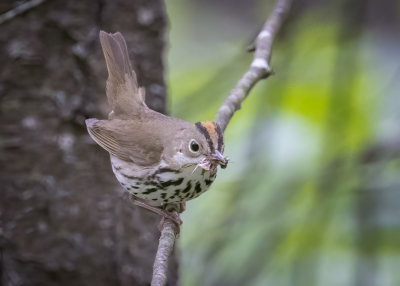 Ovenbird