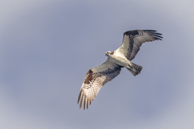 Osprey