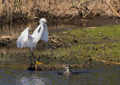 Snowy Egret