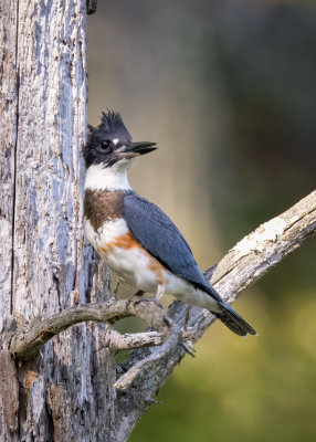 Belted Kingfisher (f)