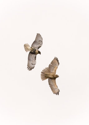 Red-tailed hawks
