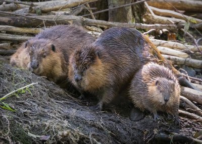 Beaver Family