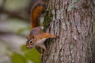 Red Squirrel