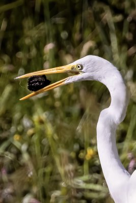 Great Egret