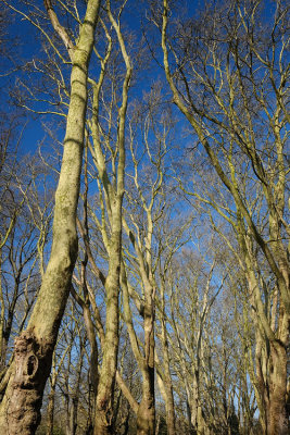 Hampstead Heath, April 2019