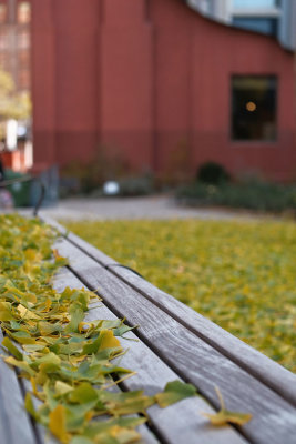 Gingko leaves