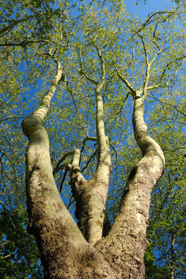 Hampstead Heath, April 2020