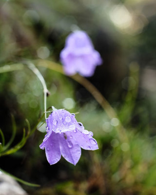 Bluebells (1)