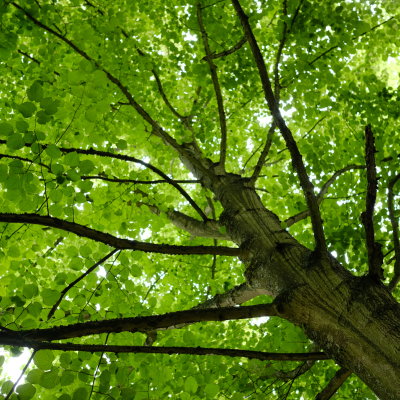 Hampstead Heath, June 2021