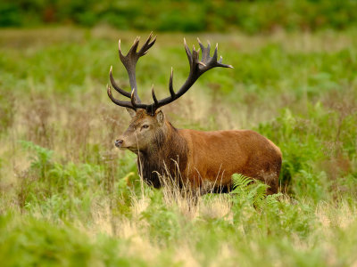 Stag (3)