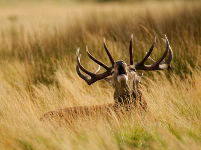 Richmond Park, 2021