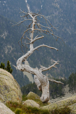 Knotted tree