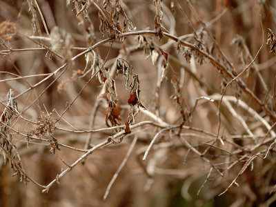 Dry leaves