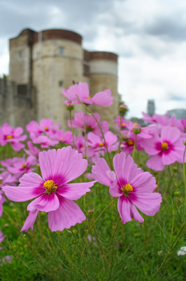 Superbloom at Tower of London, September 2022
