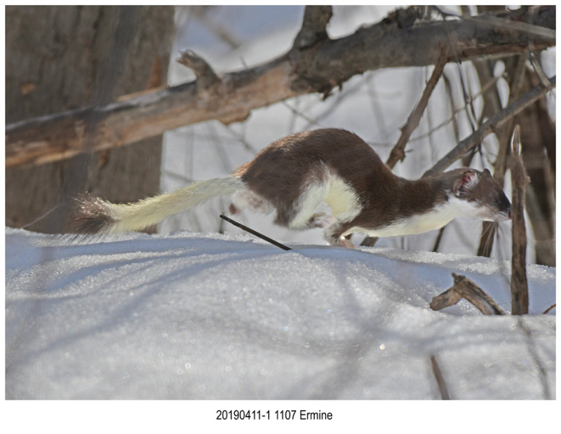 20190411-1 1107 Ermine.jpg