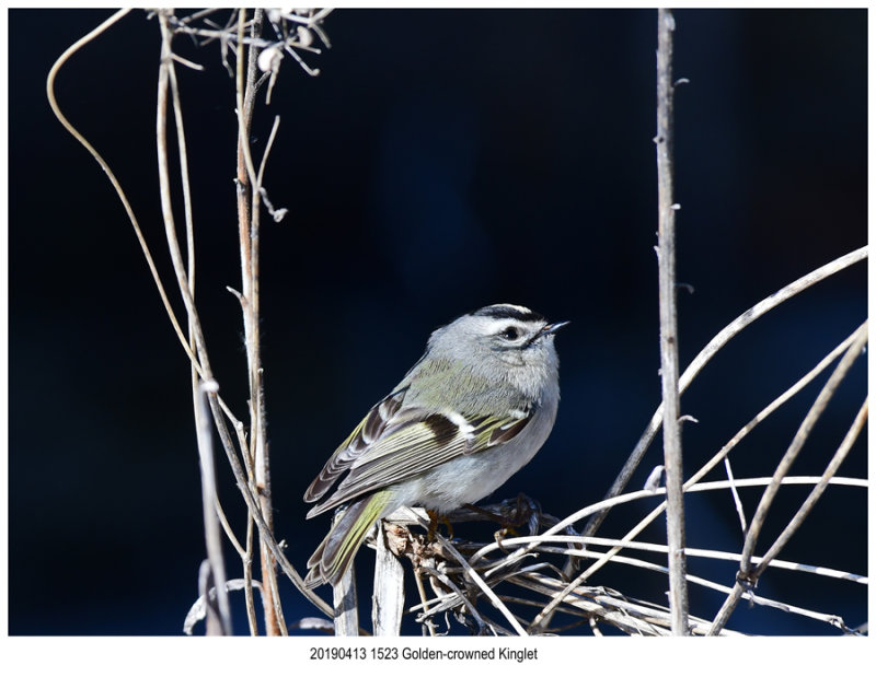 1523 Golden-crowned Kinglet.jpg