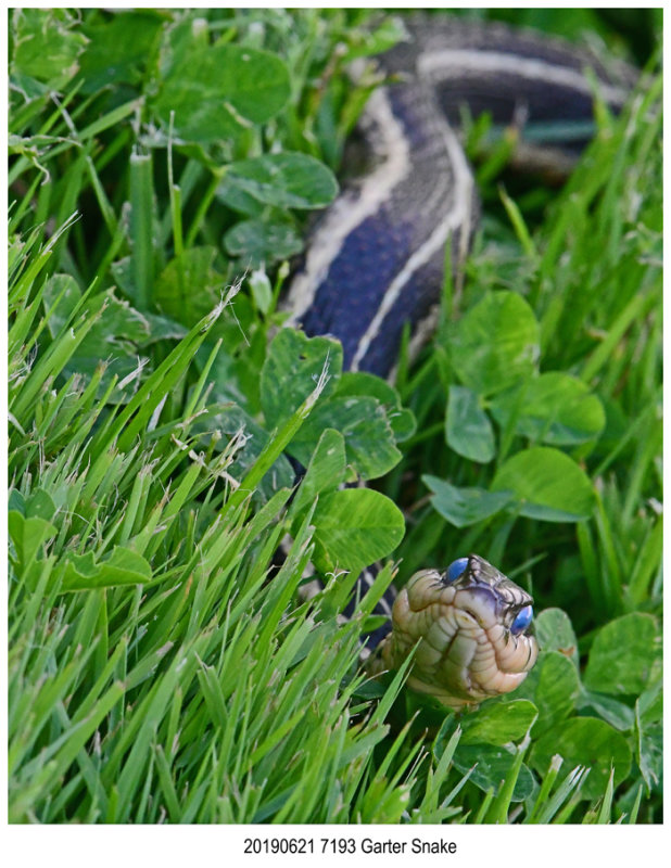 20190621 7193 Garter Snake.jpg