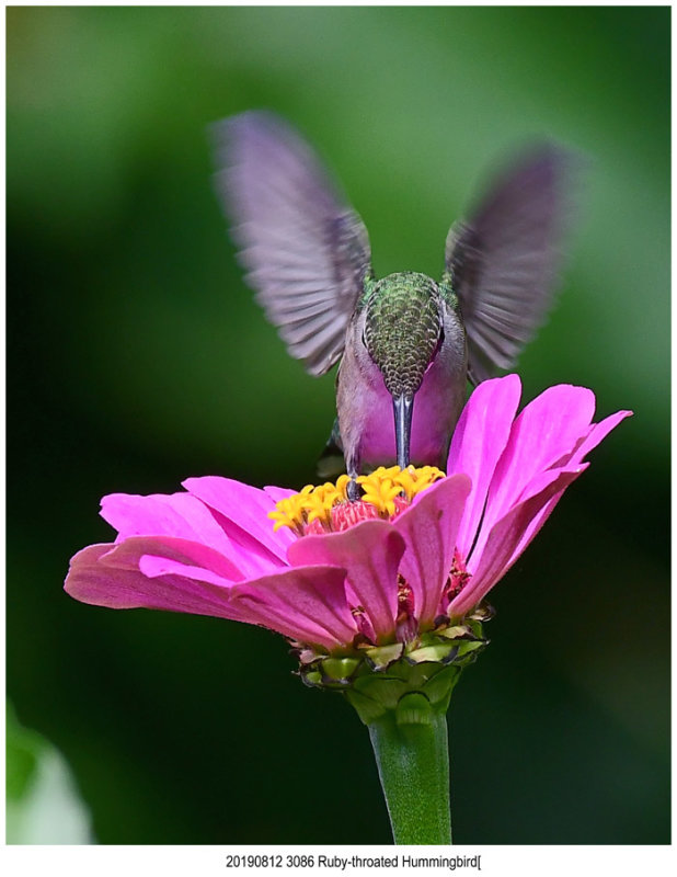 20190812 3086 Rubythroated Hummingbird.jpg