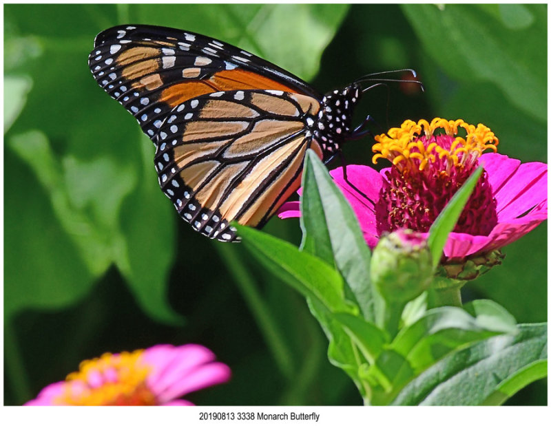 20190813 3338 Monarch Butterfly.jpg
