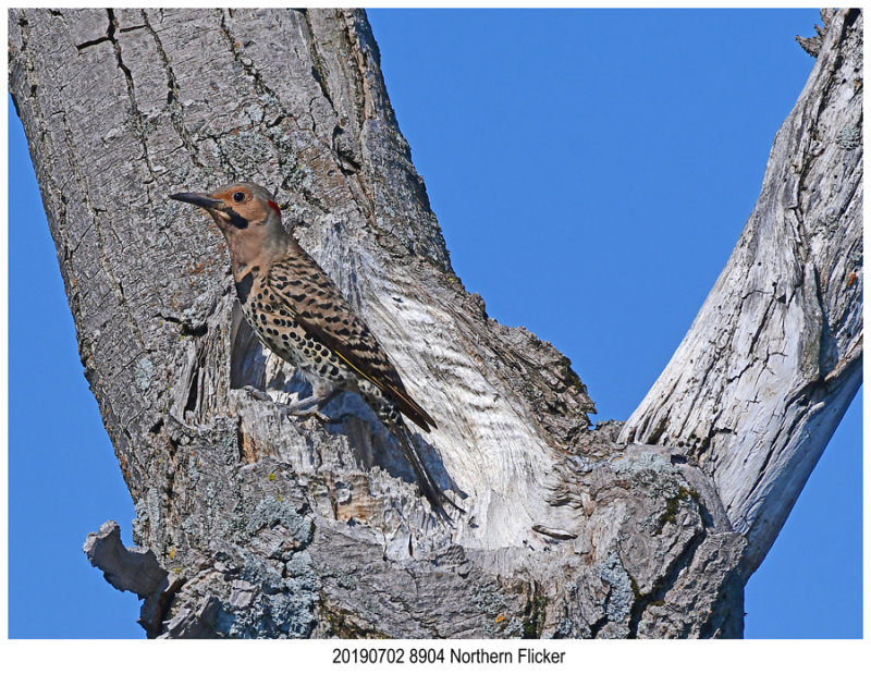 20190702 8904 Northern Flicker.jpg