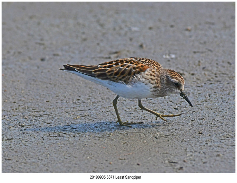 20190905 6371 Least Sandpiper.jpg