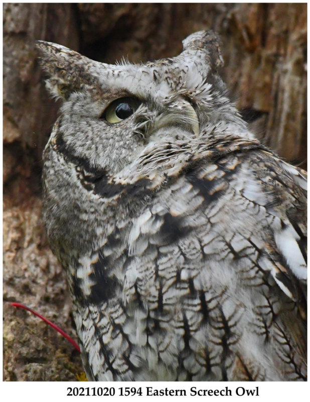 20211020 1594 Eastern Screech Owl2 xxx.jpg
