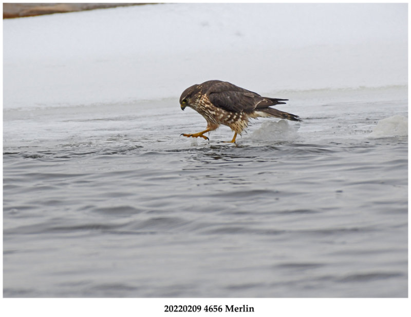 20220209 4656 SERIES - Merlin.jpg