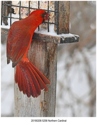 Northern Cardinal r1.jpg