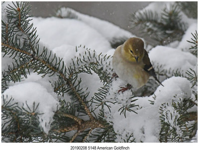 American Goldfinch.jpg