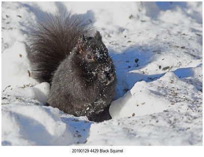 4429 Black Squirrel.jpg