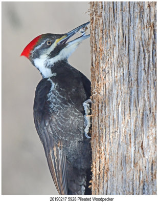 5928 Pileated Woodpecker.jpg